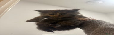 Maine Coon Kitten 1
