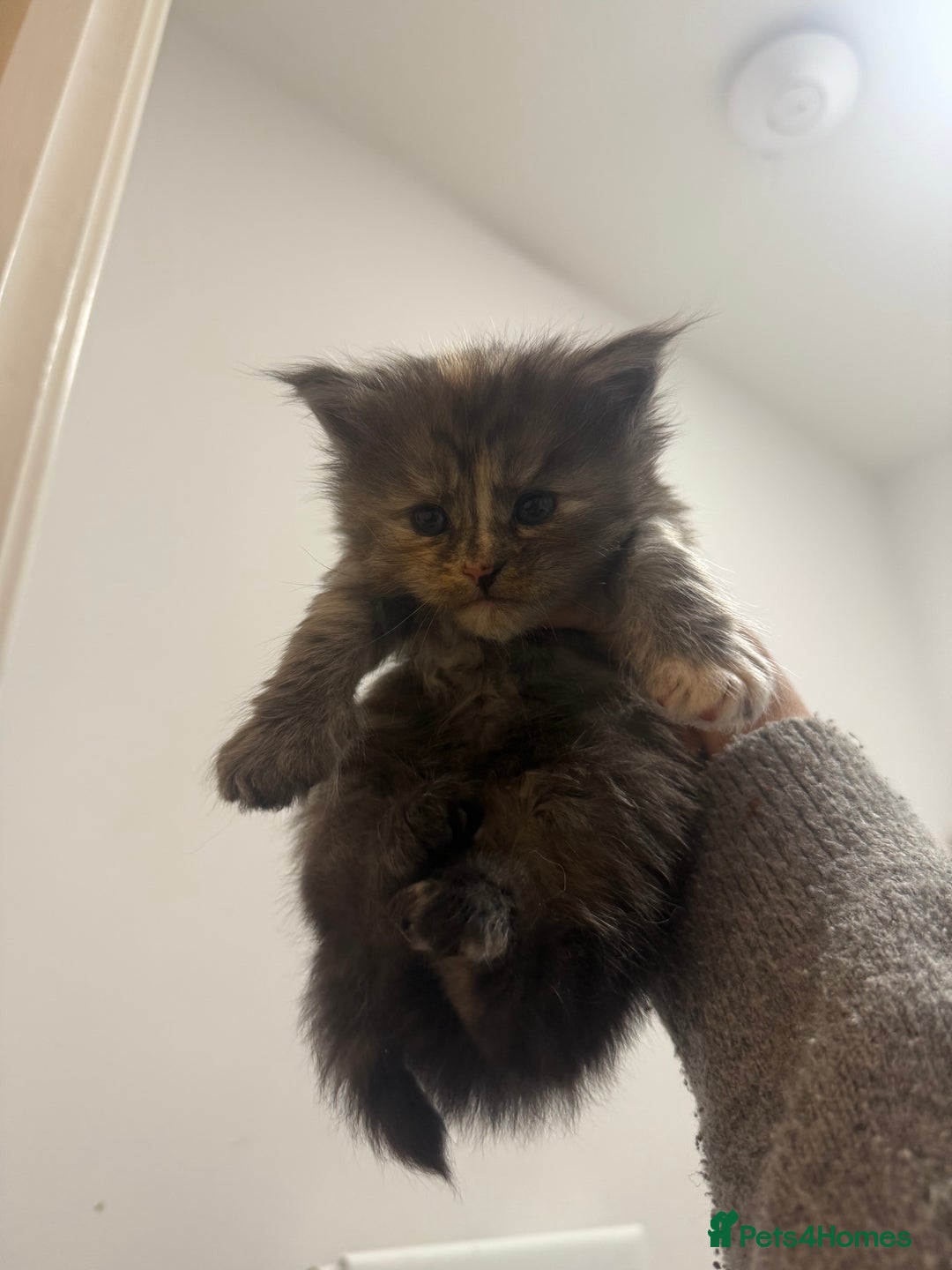 Maine Coon cats for sale: Maine coon kittens  - Image 2