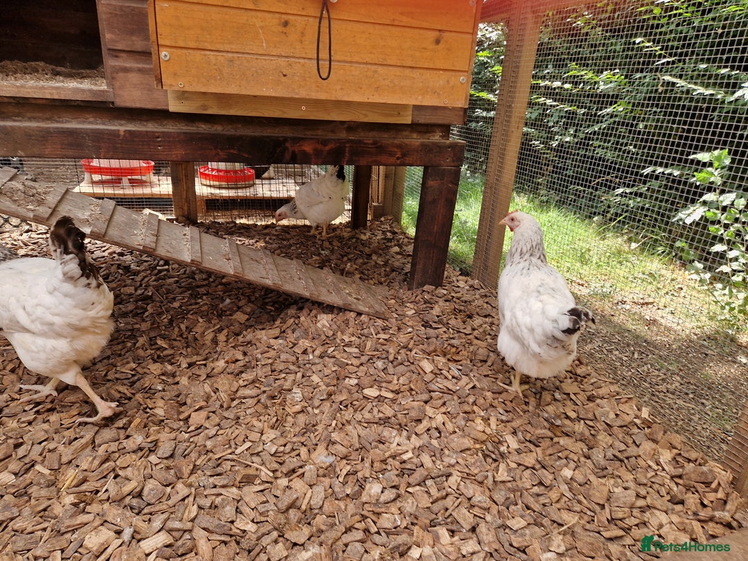 Chickens poultry for sale: Hybrid Chickens for sale  - Image 6