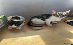 Mixed Breed cats for sale: RARE female polydactyl and one male kitten - Image 5
