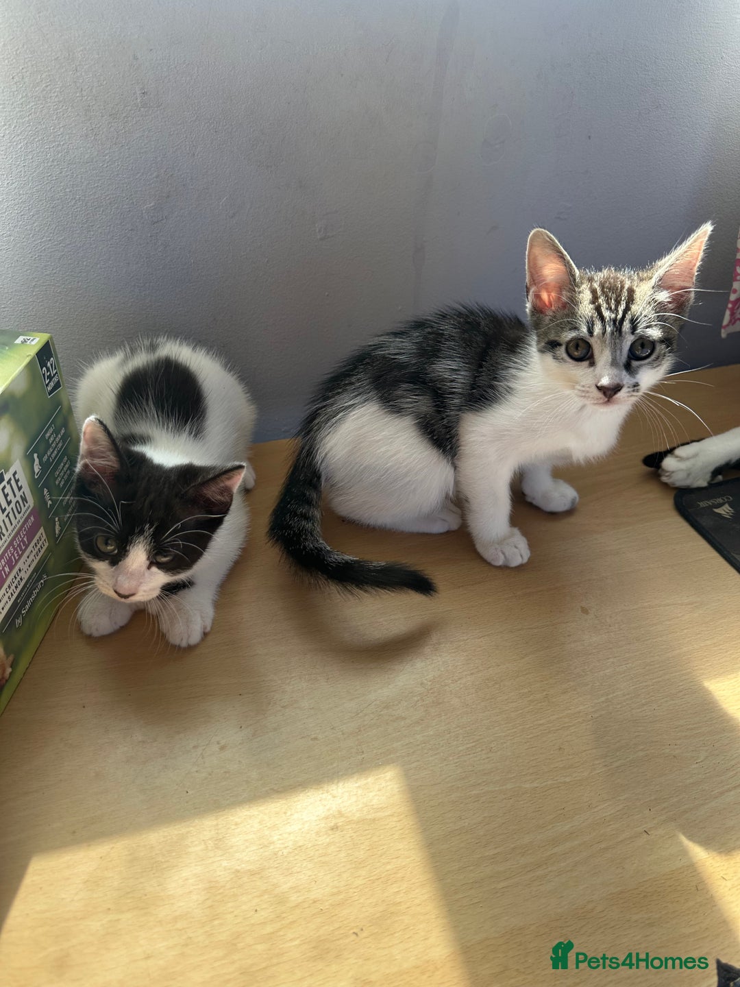 Mixed Breed cats for sale: RARE female polydactyl and one male kitten - Image 5