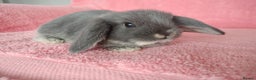 Mini Lop rabbits for sale: Baby mini lop rabbits for sale  - Advert 4