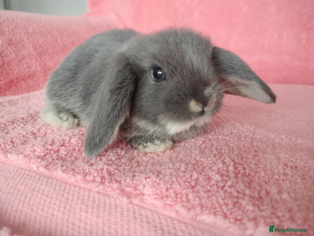 Mini Lop rabbits for sale: Baby mini lop rabbits for sale  - Advert 4