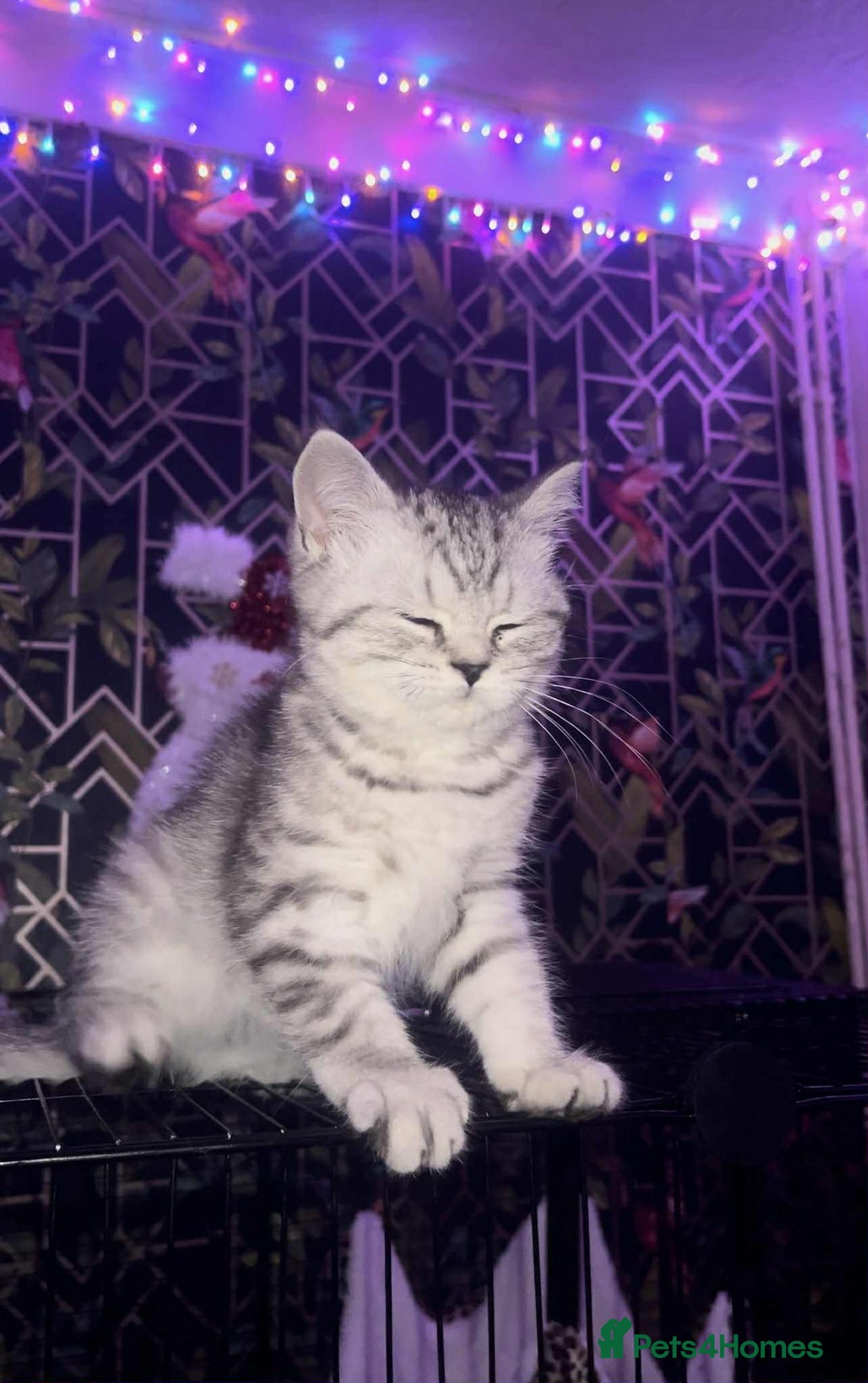 British Shorthair cats for sale: Beautiful bsh kitten, last one left!  - Advert 3