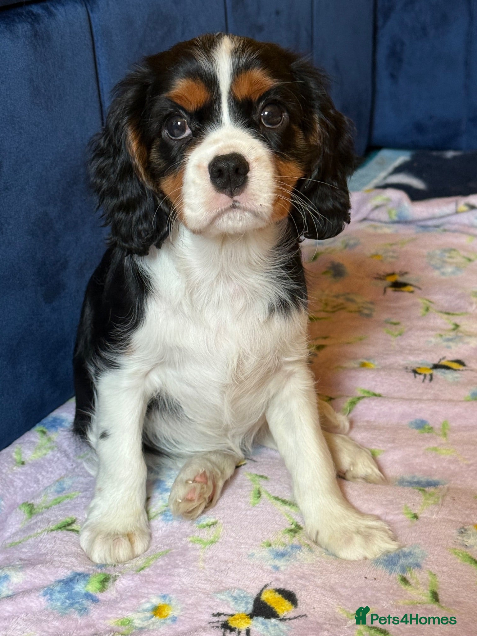 Cavalier King Charles Spaniel dogs Extensively Health Tested Cavilier King Charles  - Advert 1