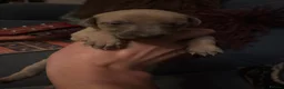Lurcher dogs for sale: Indie & Murphy’s Love Story – The Next Chapter 🐾 - Advert 8