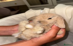Mini Lop rabbits for sale: 4 gorgeous mini lop bunnies for sale  - Image 11