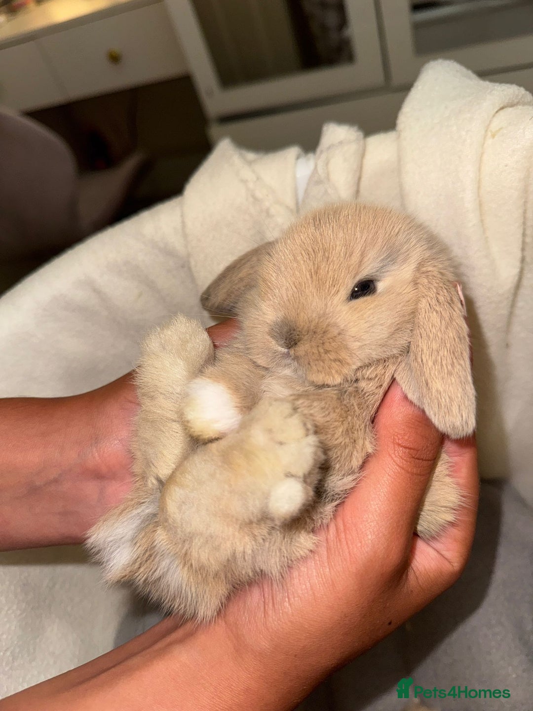 Mini Lop rabbits for sale: 4 gorgeous mini lop bunnies for sale  - Image 11