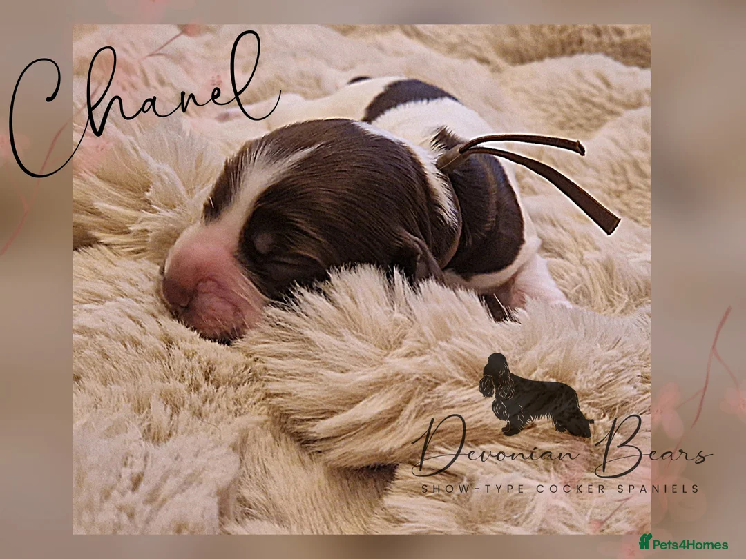 Cocker Spaniel dogs for sale: FULLY Health tested English Cocker Spaniel puppies - Advert 34