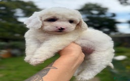 Cockapoo dogs for sale: ✨ Quality F2 Cockapoos ✨ Reputable Breeder  - Image 4