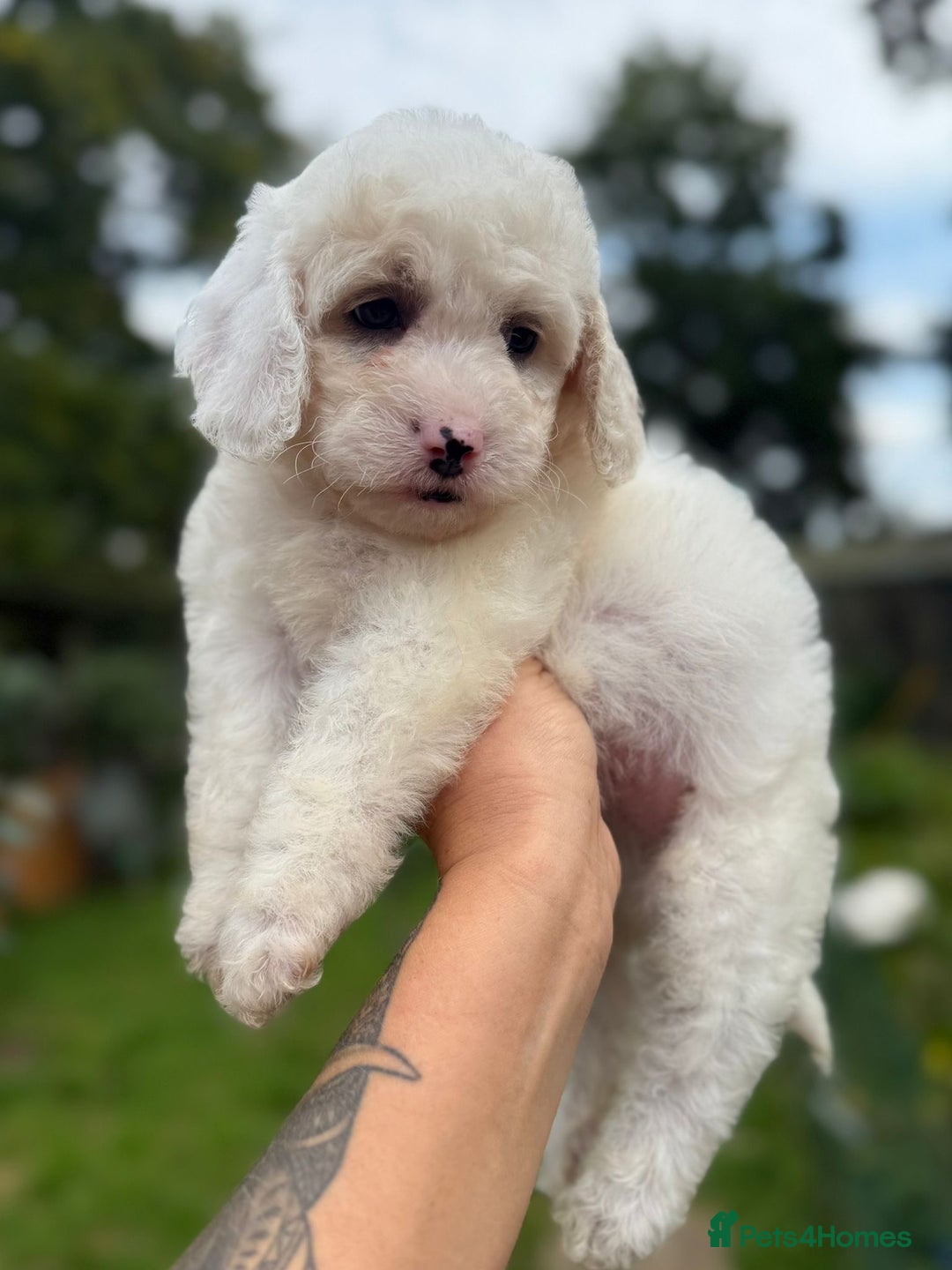 Cockapoo dogs for sale: ✨ Quality F2 Cockapoos ✨ Reputable Breeder  - Image 4