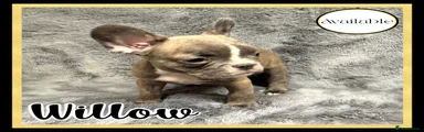 WILLOW - GIRL - AVAILABLE 