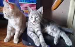 Mixed Breed cats for sale: Charming Cheeky Chunky  Bengal X Kittens. - Image 25