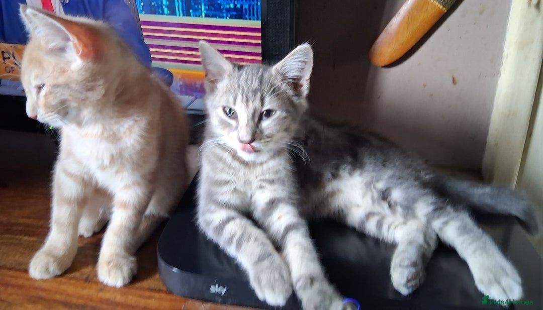 Mixed Breed cats for sale: Charming Cheeky Chunky  Bengal X Kittens. - Image 25