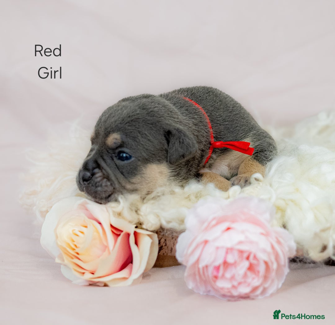 Olde English Bulldogge dogs for sale: Olde english bulldog  - Image 8