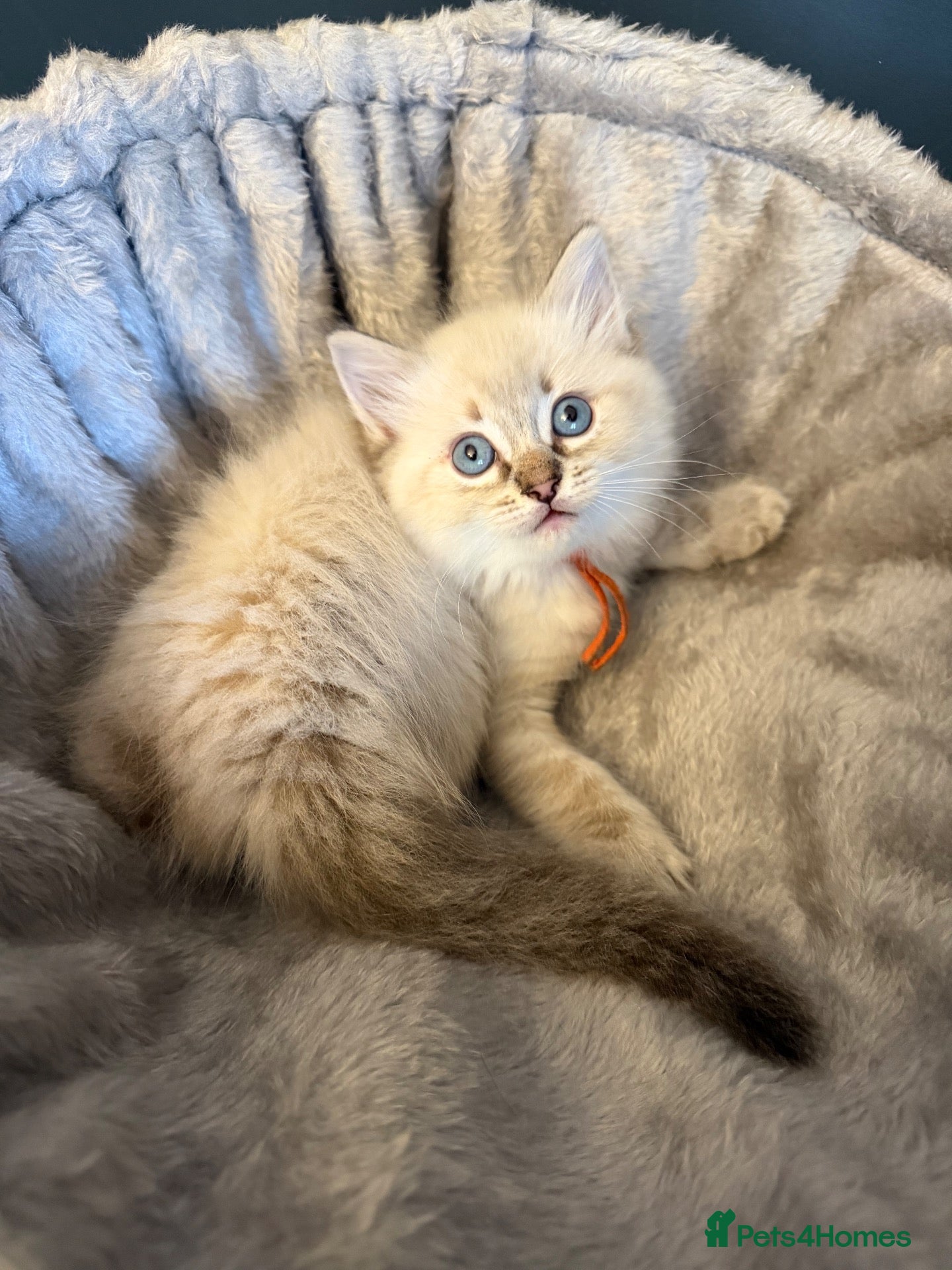Ragdoll cats 1 left.Stunning ragdoll kittens.Fully vet checked. - Advert 1