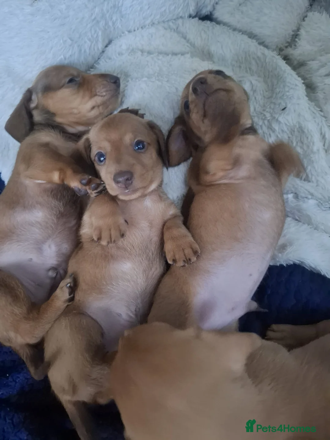 Dachshund dogs for sale: Gorgeous miniature daschunds  - Advert 2