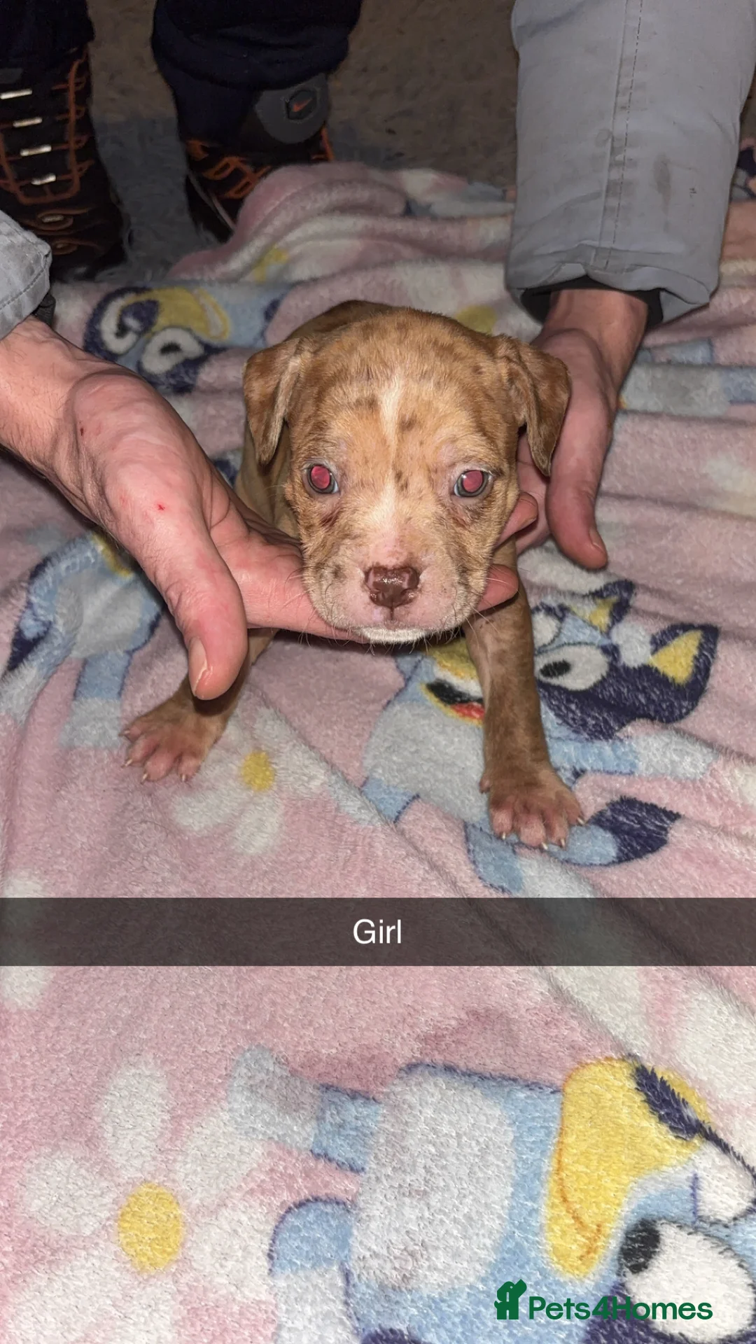 Mixed Breed dogs for sale: Puppies mix breed/american bulldog  - Advert 4