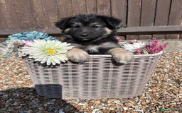 German Shepherd dogs for sale: Ready to go German Shepherd Alsatian puppies - Image 10