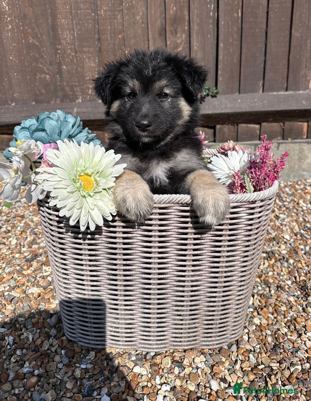 German Shepherd dogs for sale: Ready to go German Shepherd Alsatian puppies - Image 10