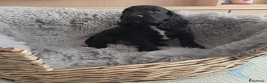 Black Female