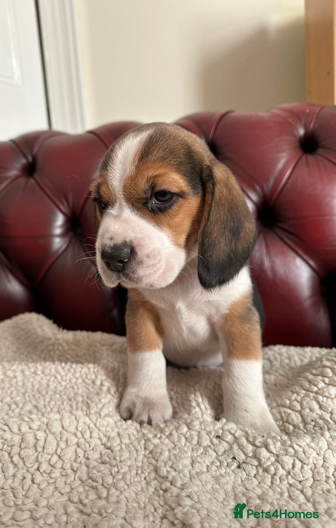 Beagle dogs for sale: Beagle Puppies - Image 19