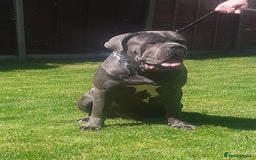 Cane Corso dogs for stud: BLUE CANE CORSO STUD  in Waltham Cross - Image 5