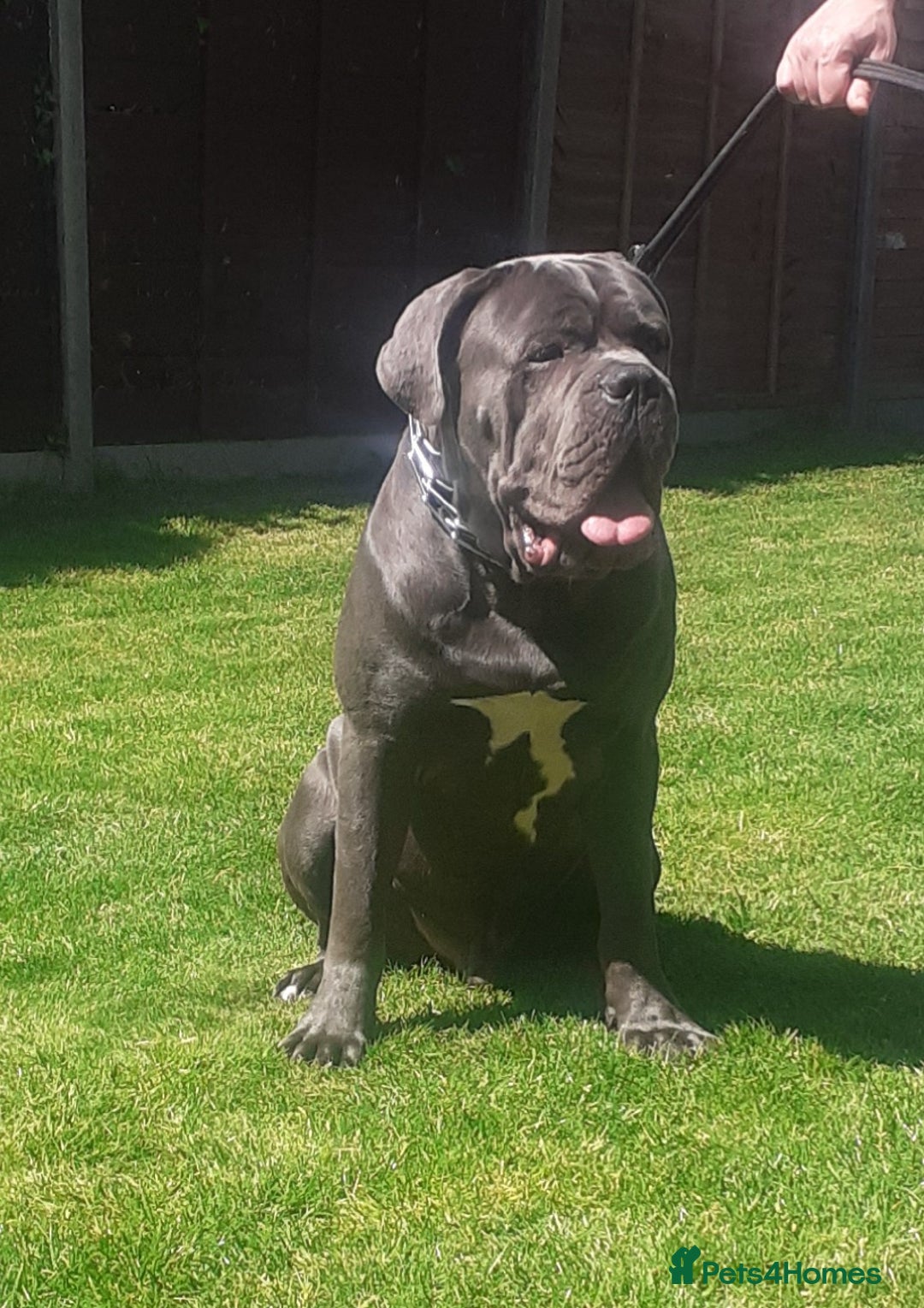 Cane Corso dogs for stud: BLUE CANE CORSO STUD  in Waltham Cross - Image 5