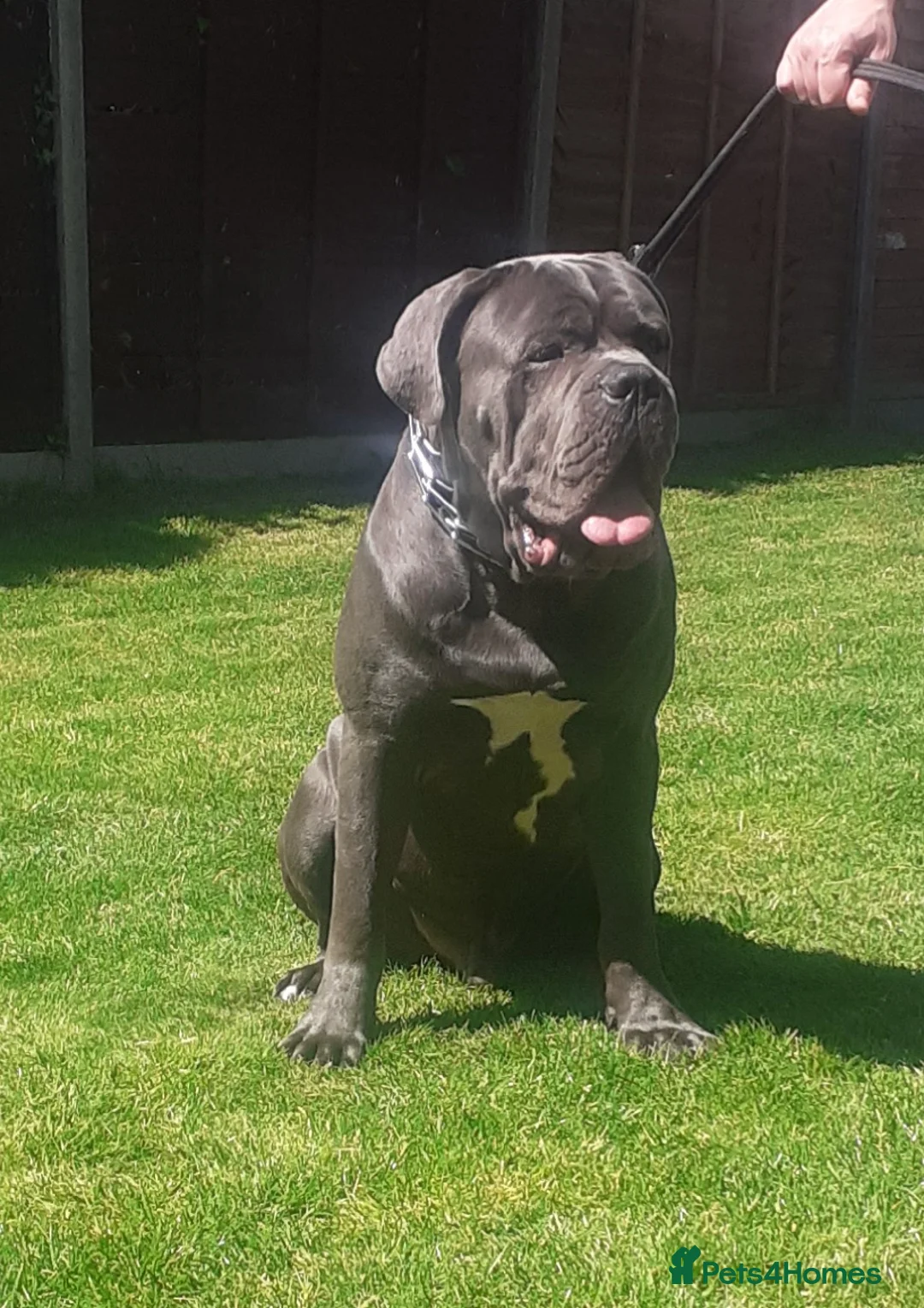 Cane Corso dogs for stud: BLUE CANE CORSO STUD  in Waltham Cross - Advert 5