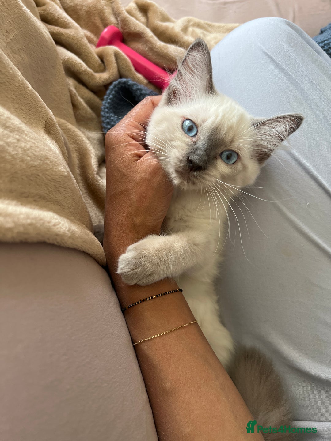 Ragdoll cats for sale: Last few Ragdoll Kittens—price reduced  - Image 24