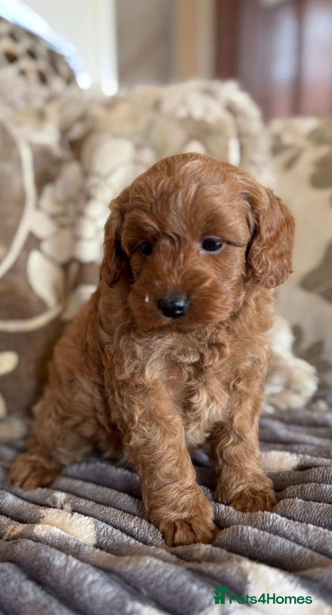 Cockapoo dogs F1b Red & Golden Cockapoos  - Advert 16