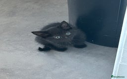 Domestic Shorthair cats for sale: Black kitten - Image 4