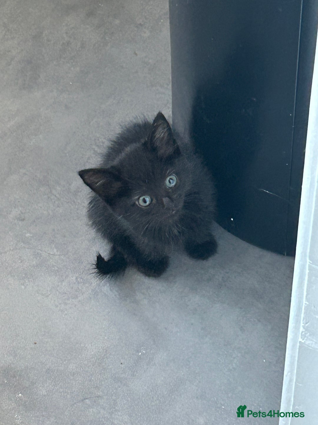 Domestic Shorthair cats for sale: Black kitten - Image 4