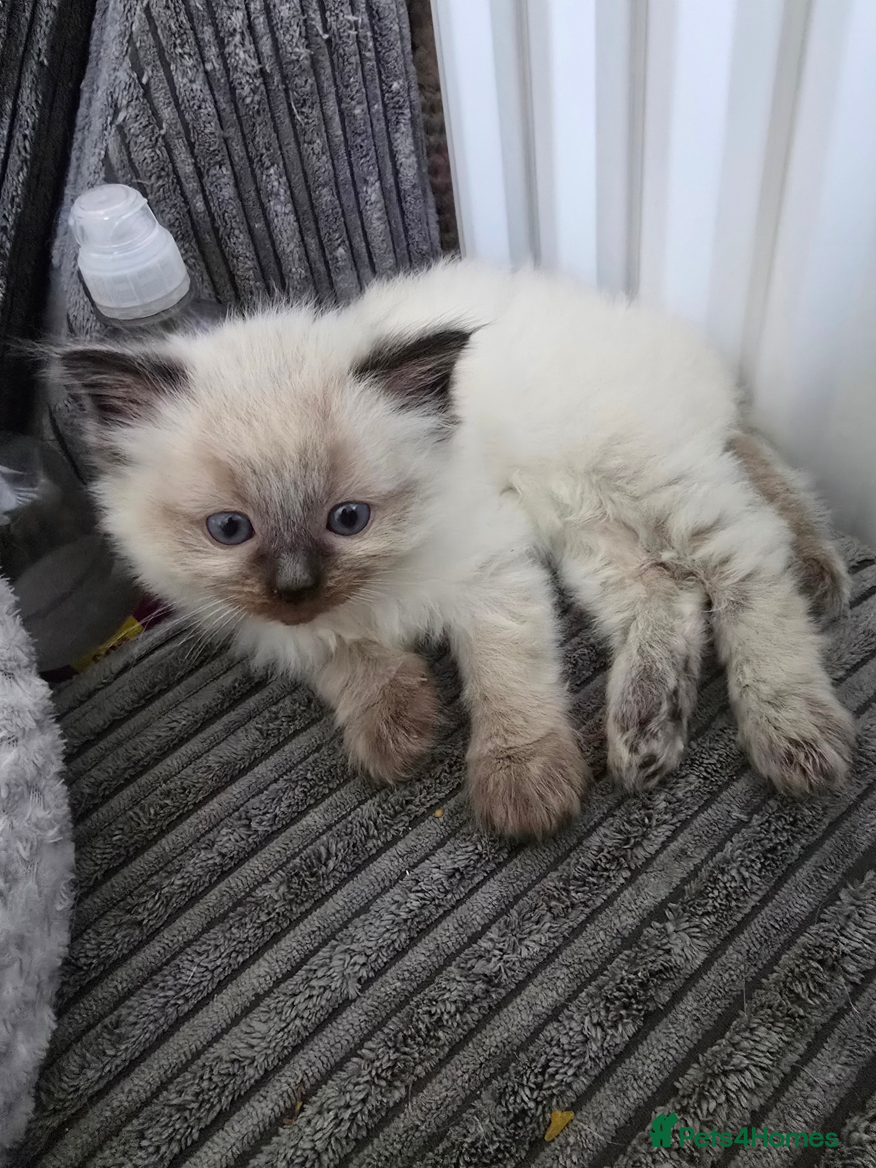 Ragdoll cats Beautiful Ragdoll Kittens 😸  - Advert 1