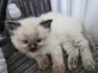 Ragdoll cats Beautiful Ragdoll Kittens 😸 - Advert 1