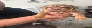 English Bulldog 2