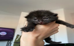 Mixed Breed cats for sale: Adorable kittens forsale  - Image 7