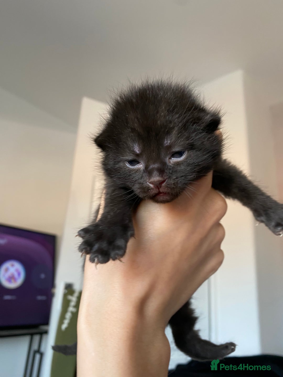 Mixed Breed cats for sale: Adorable kittens forsale  - Image 7