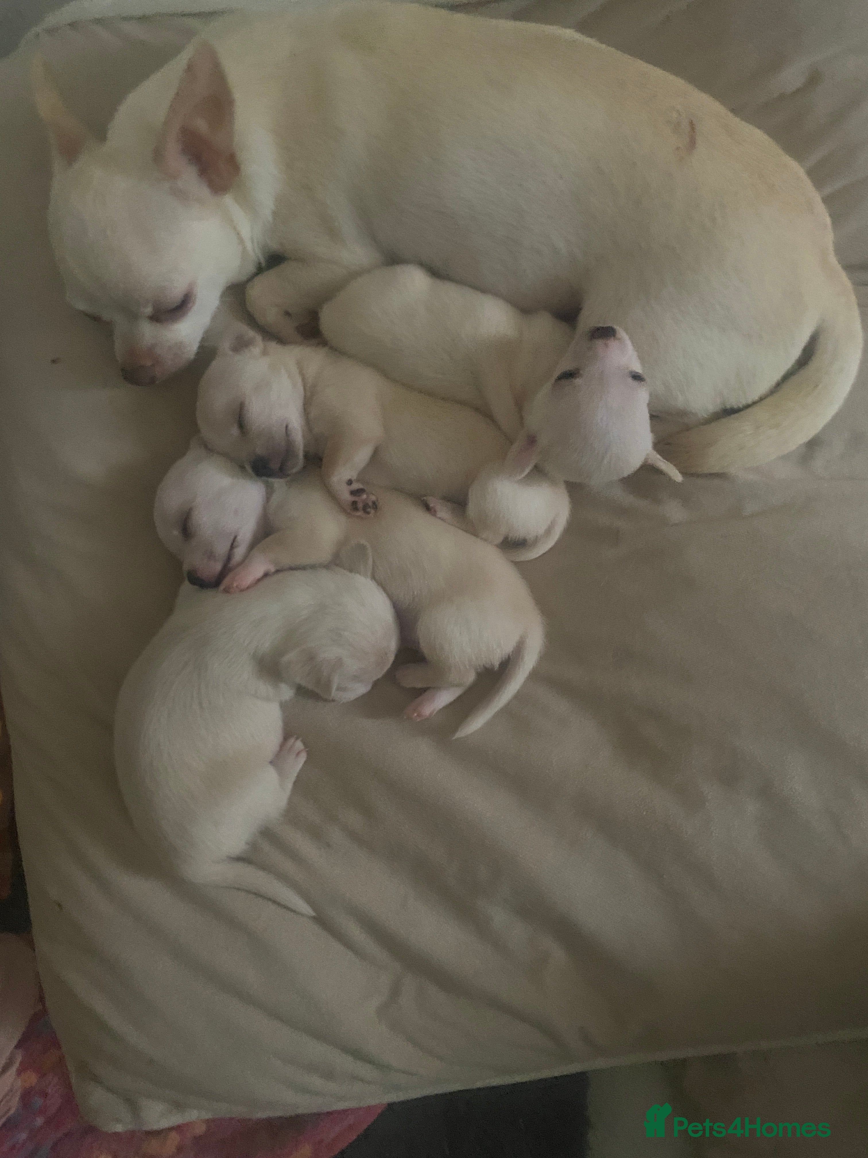 Chihuahua dogs CHIHUAHUA PUPPIES 2 BOYS 2 GIRLS READY TO LEAVE - Advert 1