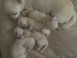 Chihuahua dogs CHIHUAHUA PUPPIES 2 BOYS 2 GIRLS READY TO LEAVE - Advert 1