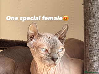 Sphynx cats Adult dwelf female - Advert 1