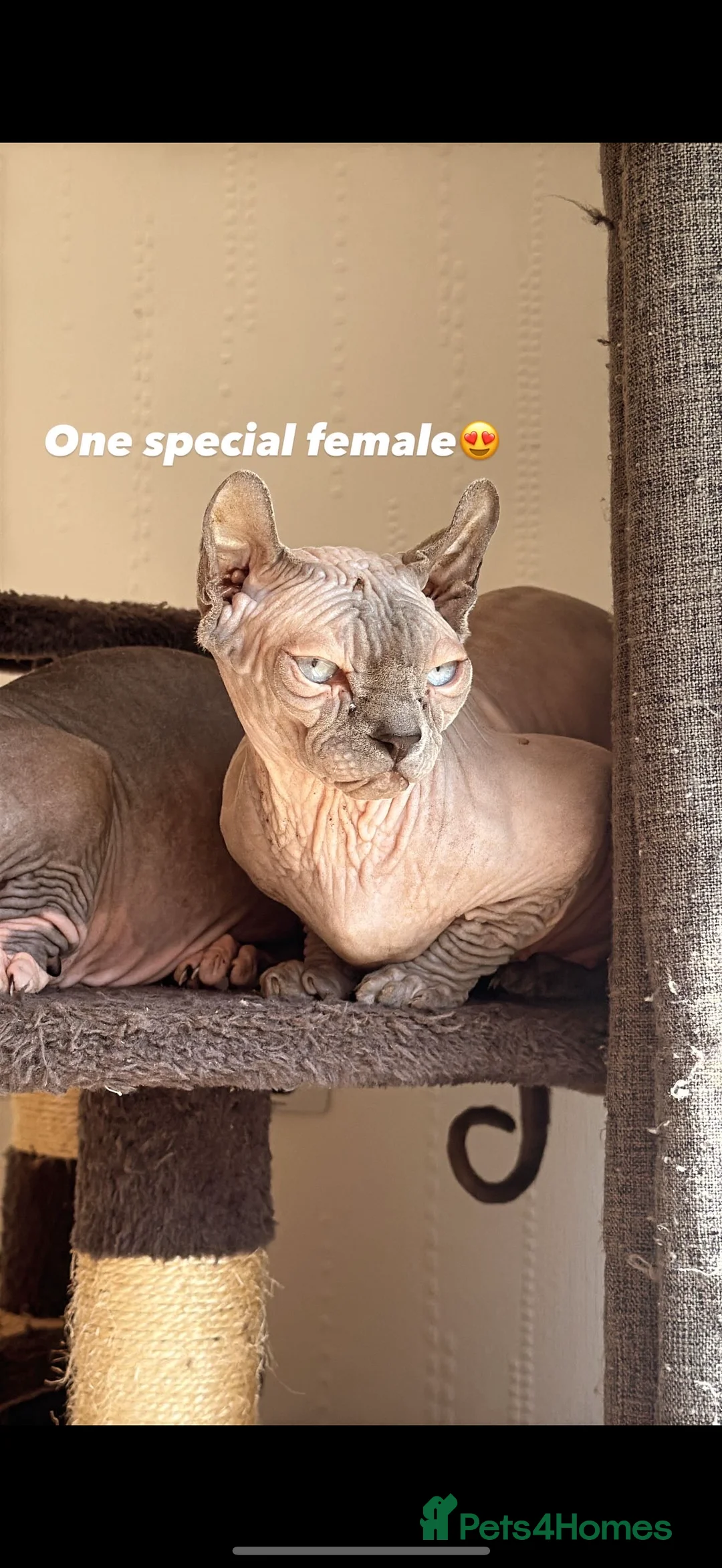 Sphynx cats for sale: Extreme dwelf female - Advert 2