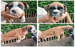 Boxer dogs for sale: Stunning KC boxers avaliable now  - Image 2