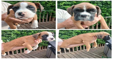 Boxer dogs - Advert 13