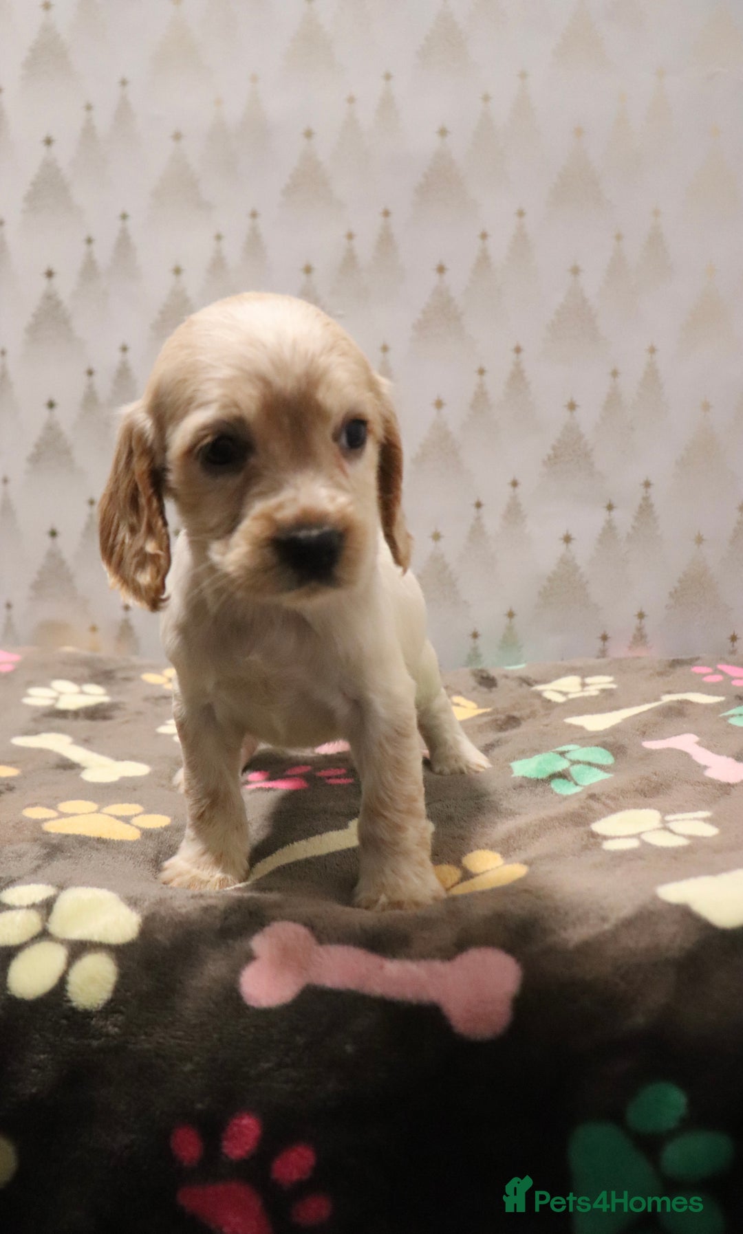 Cocker Spaniel dogs for sale: Fully Health Tested Cocker Spaniel Puppies  - Advert 22