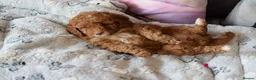 Cockapoo dogs for sale: 4 beautiful female cockapoos for sale - Advert 16