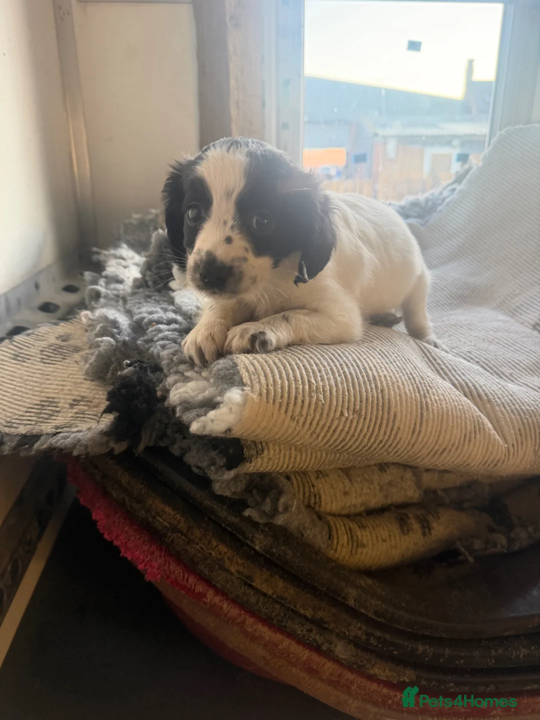 Mixed Breed dogs for sale: Cocker Jack - Advert 2