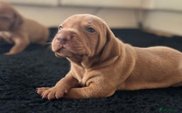 Hungarian Vizsla dogs for sale: Exceptional kc Hungarian viszla pups. Now ready  - Image 11