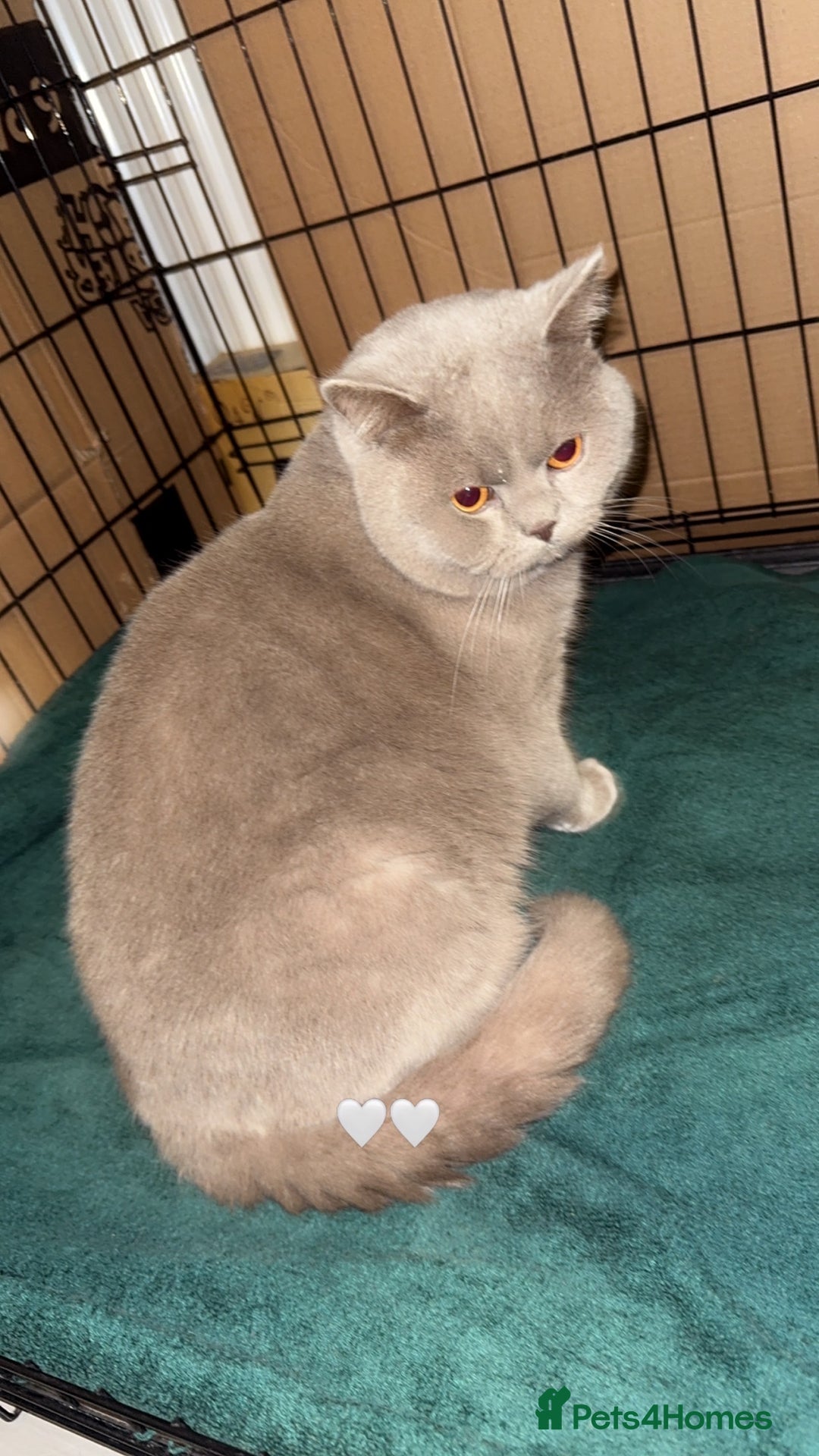 British Shorthair cats for sale: British Shorthair Cat - Advert 1