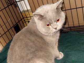 British Shorthair cats British Shorthair Cat - Advert 1